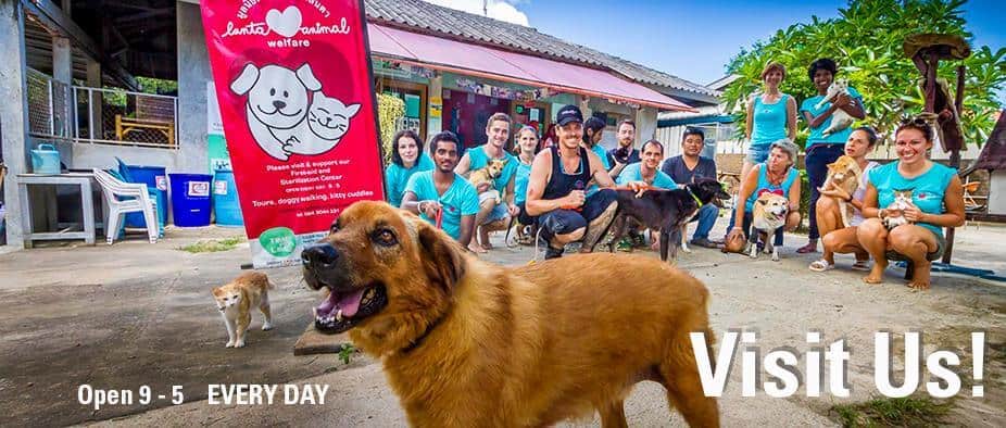 Volunteer In Thailand With Lanta Animal Welfare ...