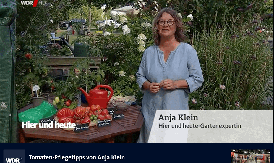 Tomaten-Pflege-Tipps Gartenexpertin Anja Klein