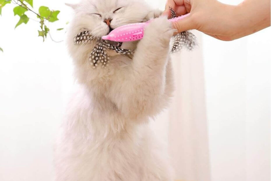 Brosse A Dents Pour Chat Notre Comparatif Des Bosses Et Jouets Dentaires