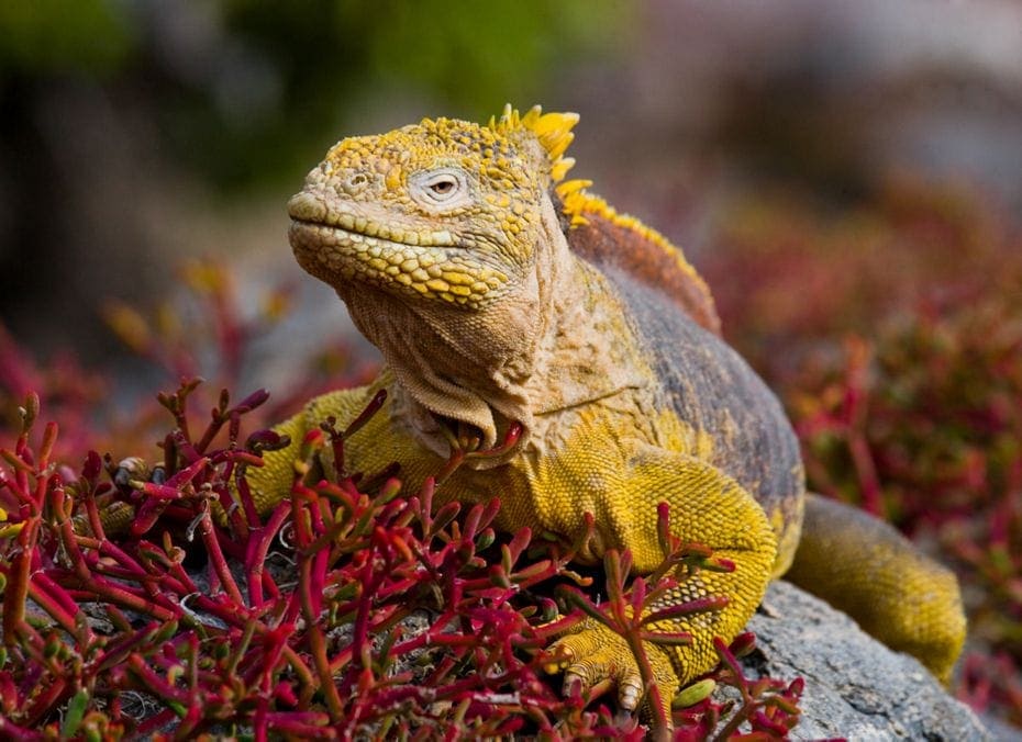 Iguana