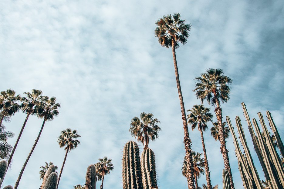 15 Important Things To Know Before You Travel To Morocco 1 L Cactii and palm treets Jardin Marjorelle Marrakech Morocco