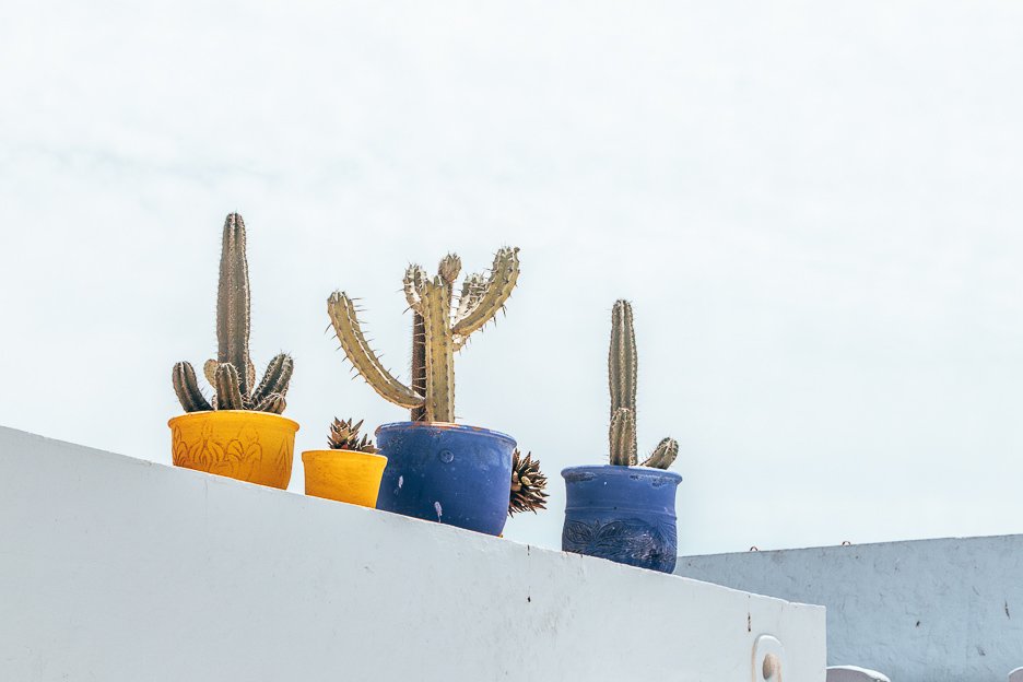 15 Important Things To Know Before You Travel To Morocco 11 L Cacti on display at Jardin Marjorelle Marrakech Morocco