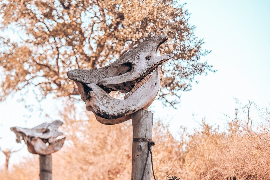 A Walk With Rhinos In Swaziland 2 L Rhinoceros skull upon wooden perch, Swaziland