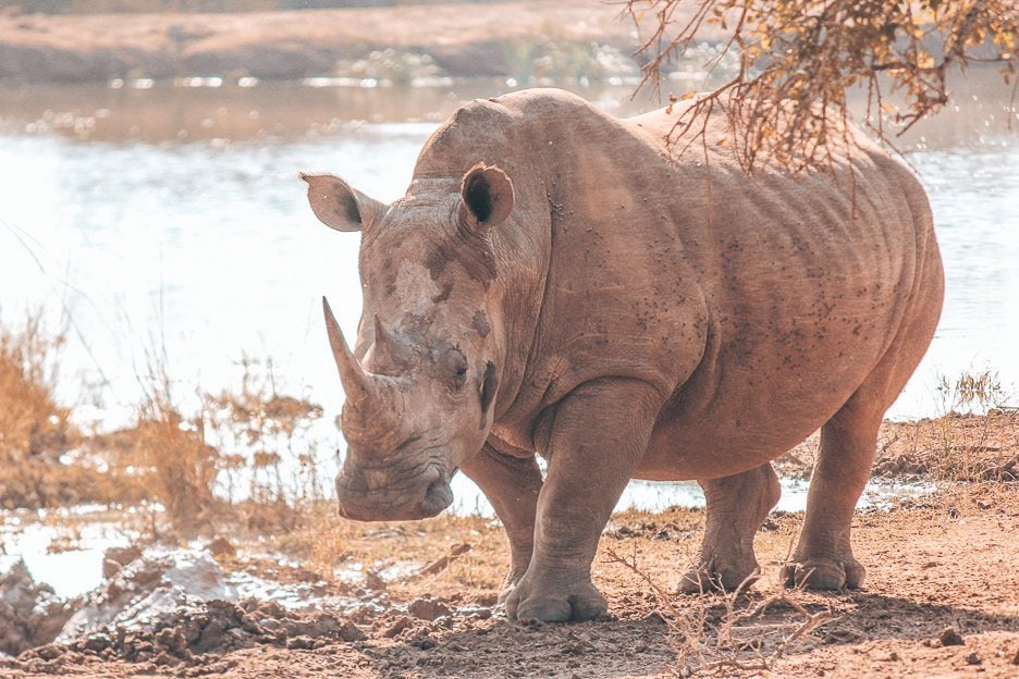 A Walk With Rhinos In Swaziland 3 L An adult Southern White Rhino at Hlane Royal National Park, Swaziland