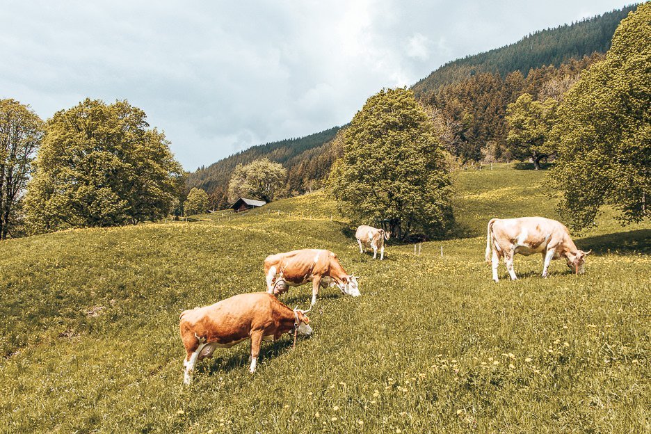 Planning A European Road Trip What You Should Know Before You Go 6 L Cows grazing in Grindelwald, Switzerland