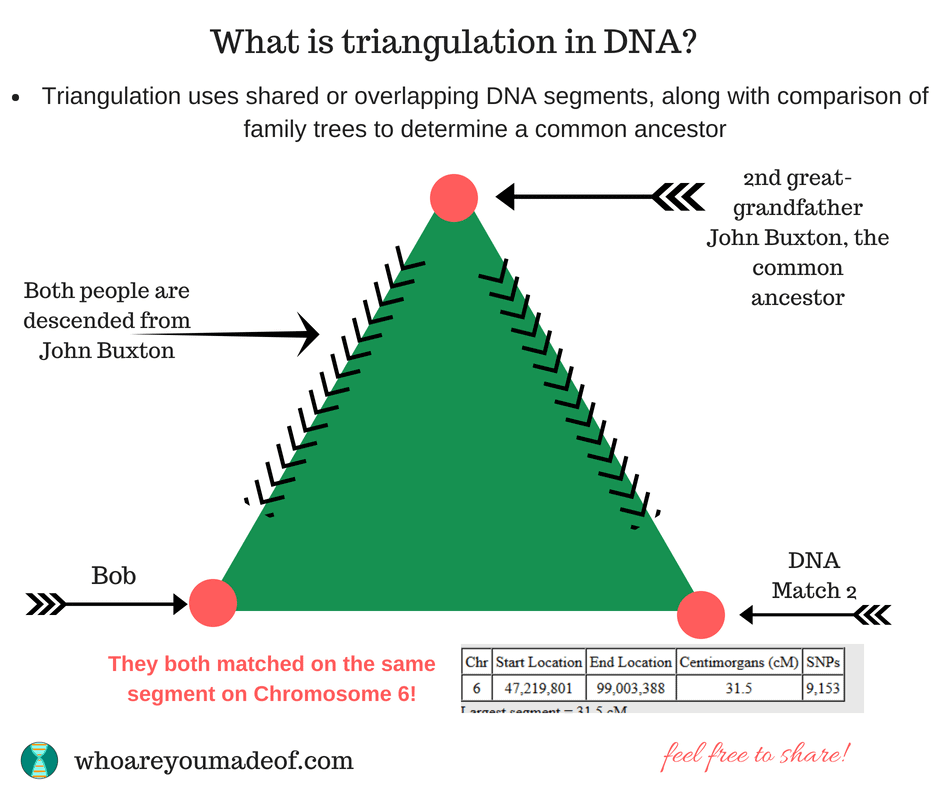 What does triangulation mean? Triangulation uses shared or overlapping DNA segments, along with comparison of family trees to determine a common ancestor.