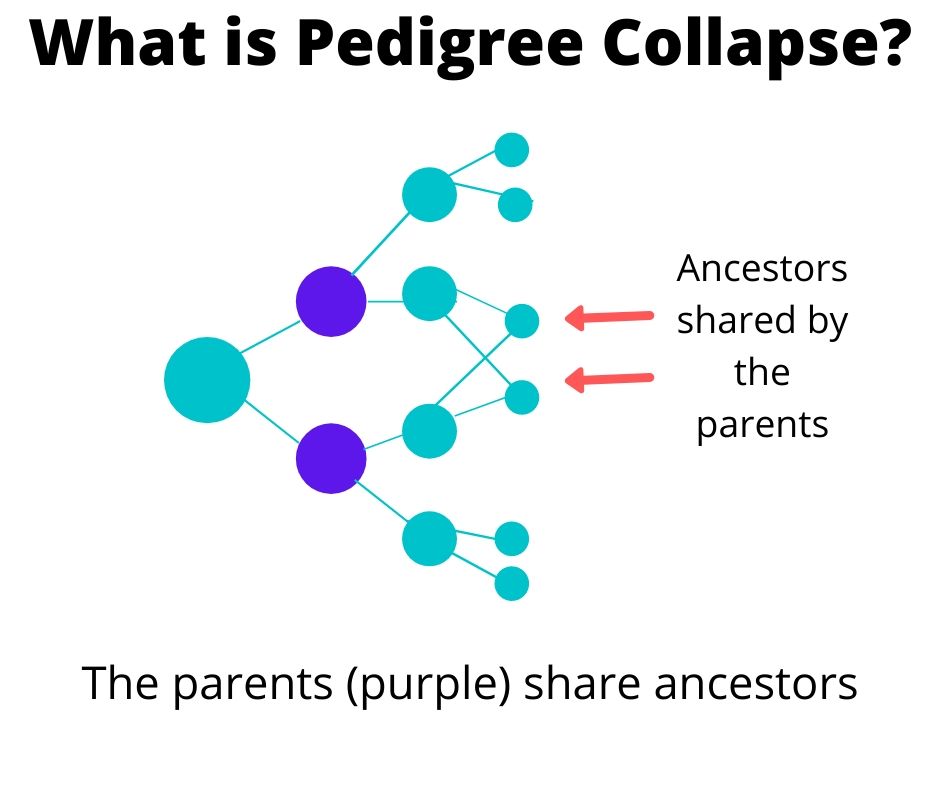 Visual illustration of the pedigree collapse example. The parents (purple dots) share grandparents, meaning they are first cousins