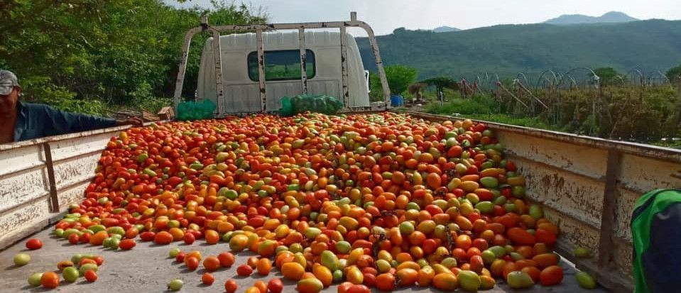 Donación de tomates para Guastatoya