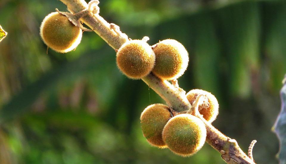 naranjilla fruit