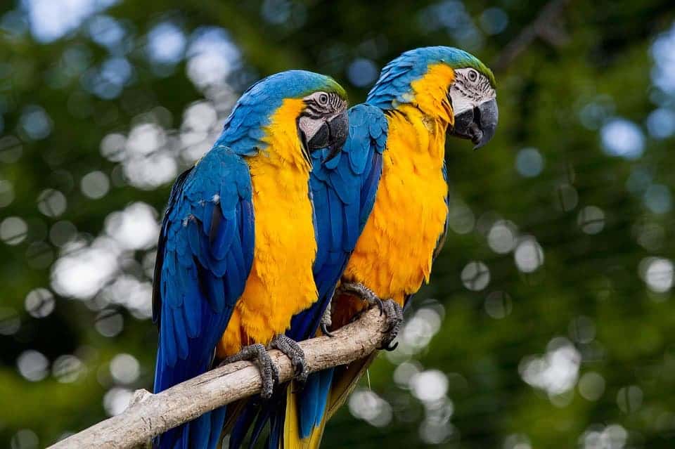 Blauw gele ara's