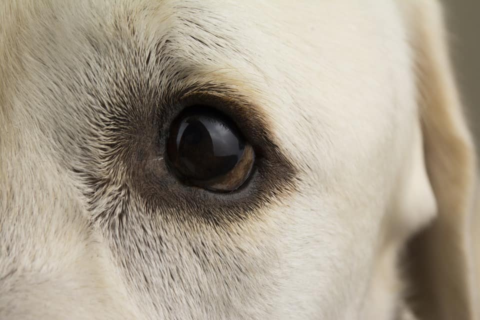 when do lab puppies open their eyes
