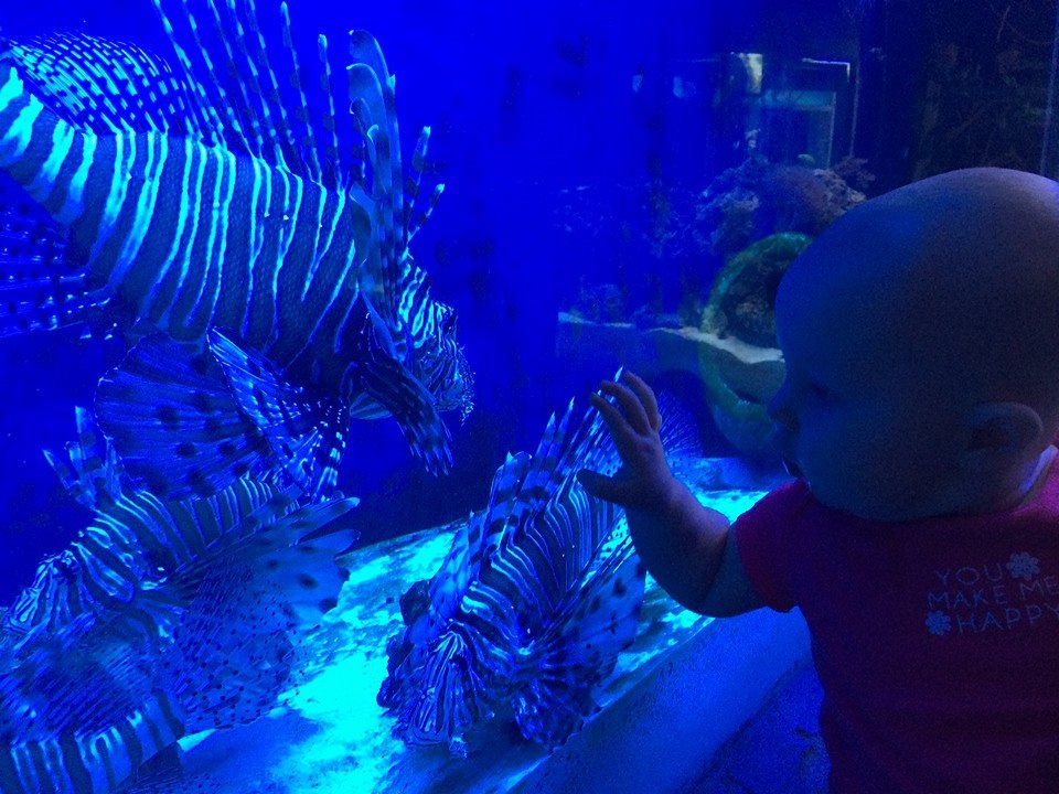 Visiting the aquarium