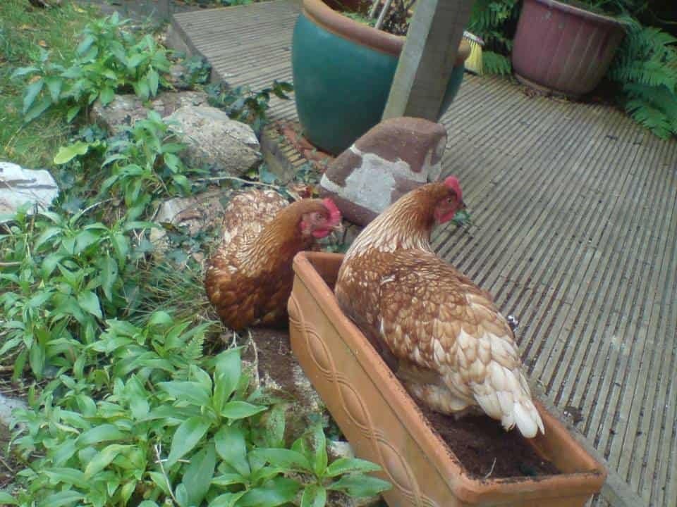 house sitting going nz
