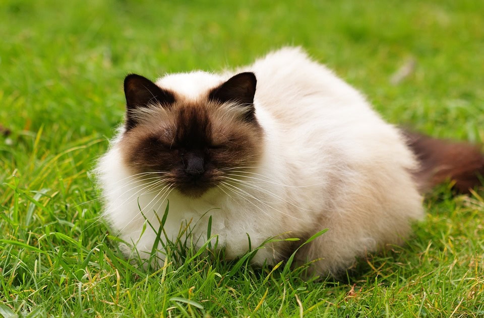 The Sweet Himalayan Cat Did You Know Pets