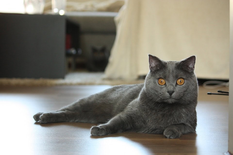 Chartreux The Smiling Cat Of France Did You Know Pets