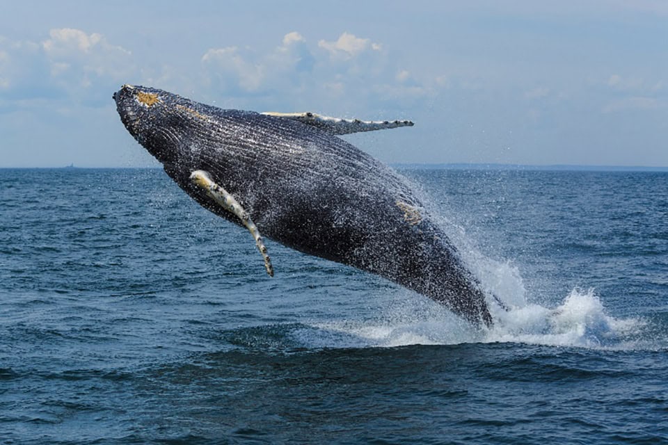 A whale breaching in New Brunswick - Canadian Maritimes