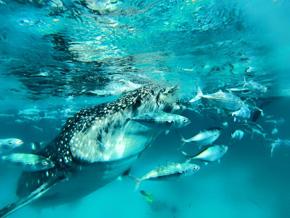 Whale sharks eating - gentle giants