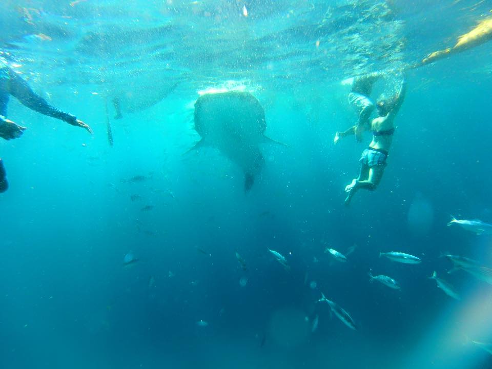 sunsettravellers whale shark encounter in Oslob