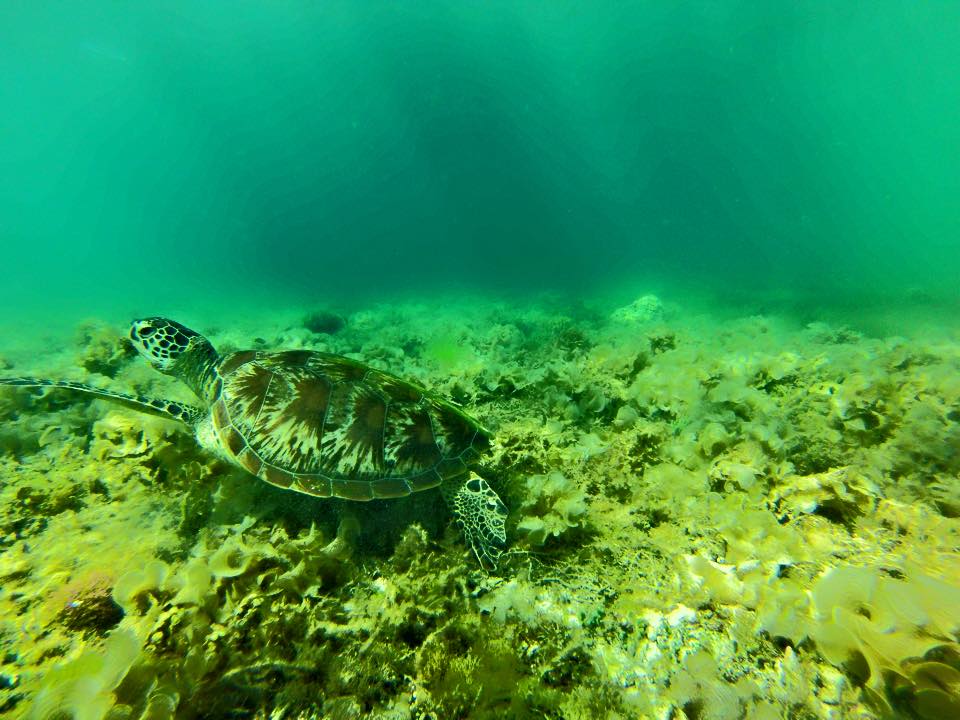 Turtles and Sardines in Moalboal Philippines