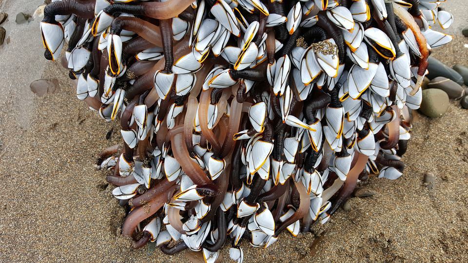 goose barnacles