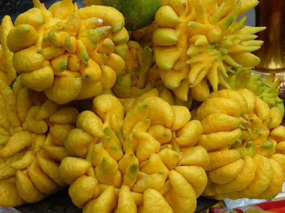 buddha s hand weird exotic fruits