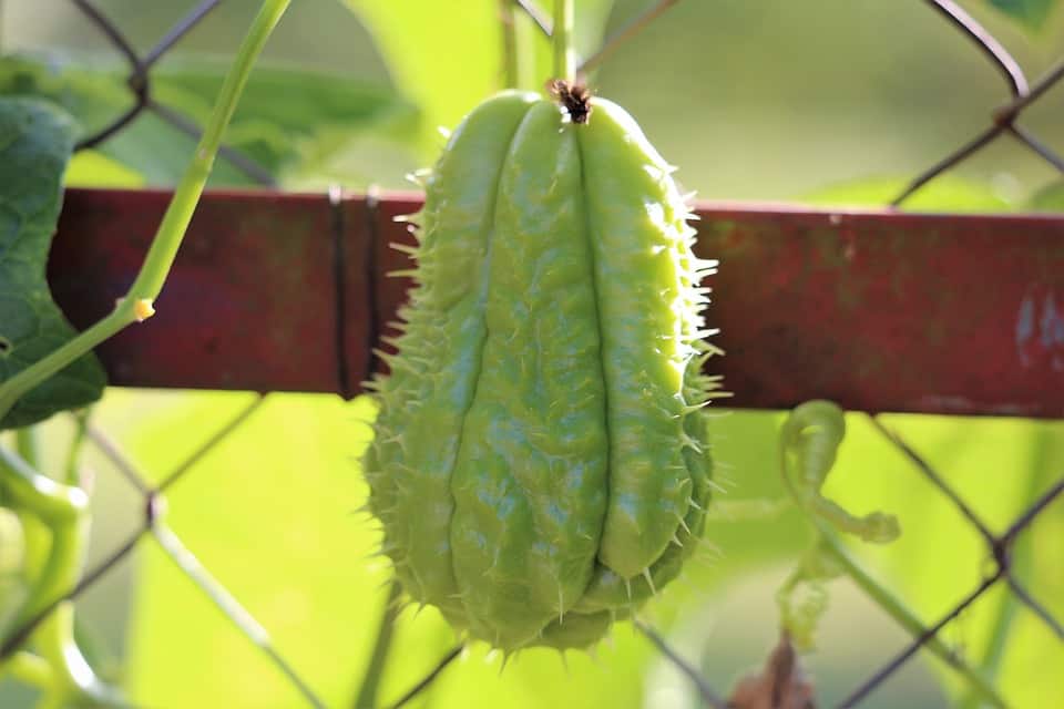chayote weird exotic fruits