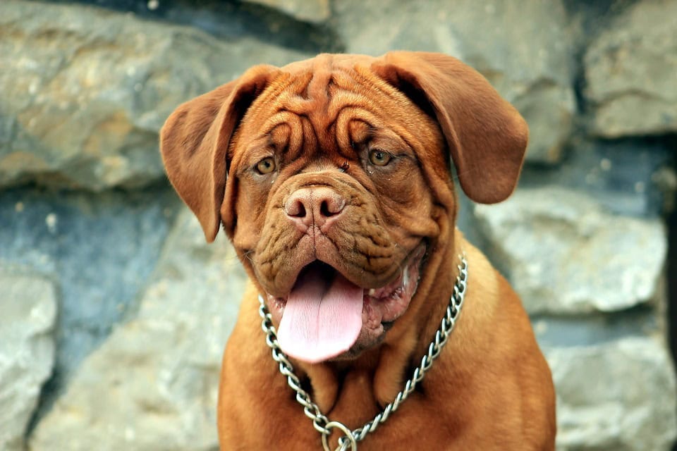 dog-breeds-with-the-shortest-life-expectancy-the-puppy-place