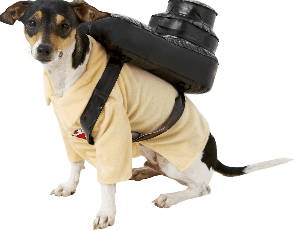 small dog halloween costume