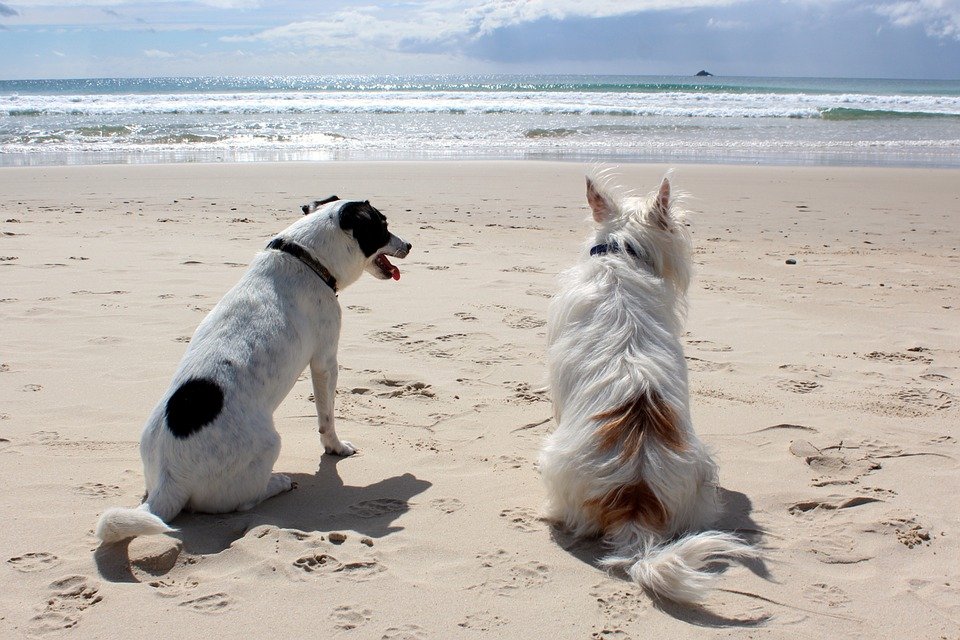 Hund, Strand, Pixabay