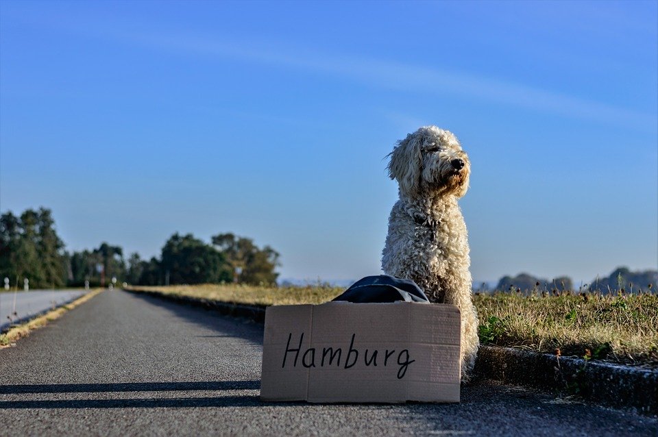 Hund, TrampenHund, Trampen