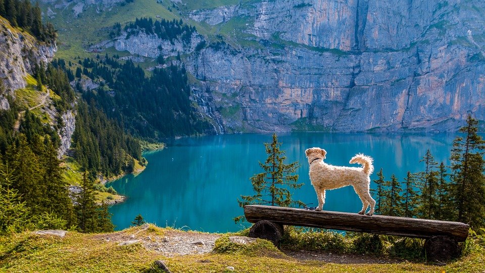 Hund, Wandern, Berg, See