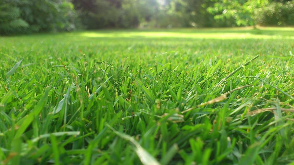 green-lawn-fresh-cut
