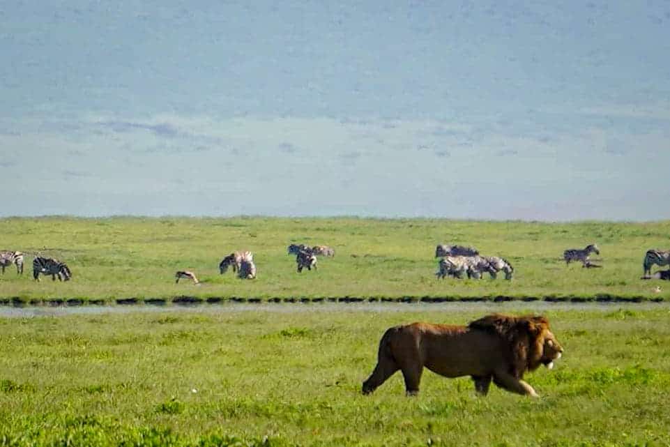 Lion at the Ngorongoro Crater in Tanzania.