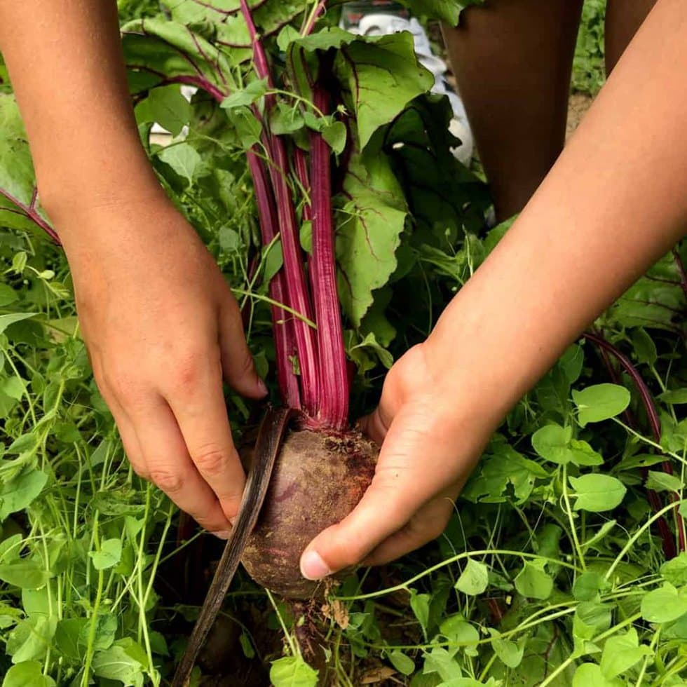Pick your own beetroot at Sharnfold Farm