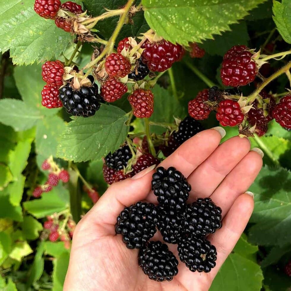 A hand holding freshly picked blackberries