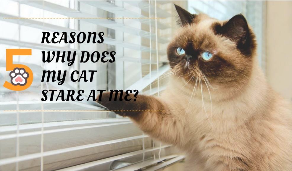 Why Does My Cat Stare At Me? Top 5 Reasons Why