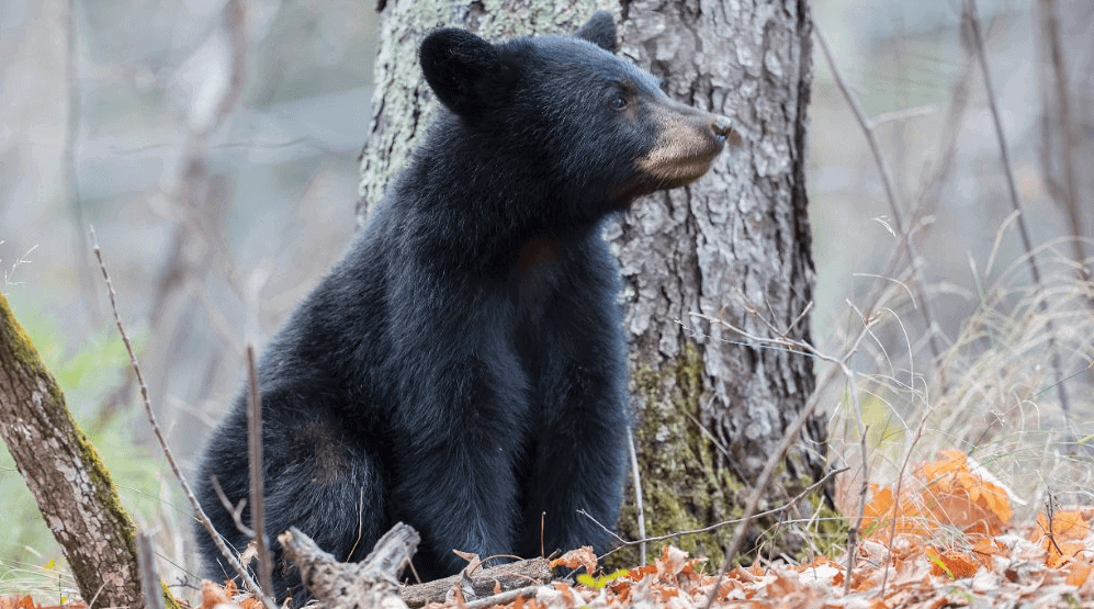 Q0l8663c American Black Bear (Ursus americanus), cub © Master Images