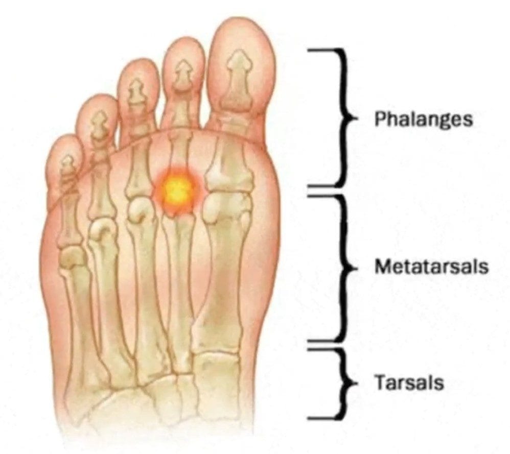 Anatomía del pie. Partes del pie