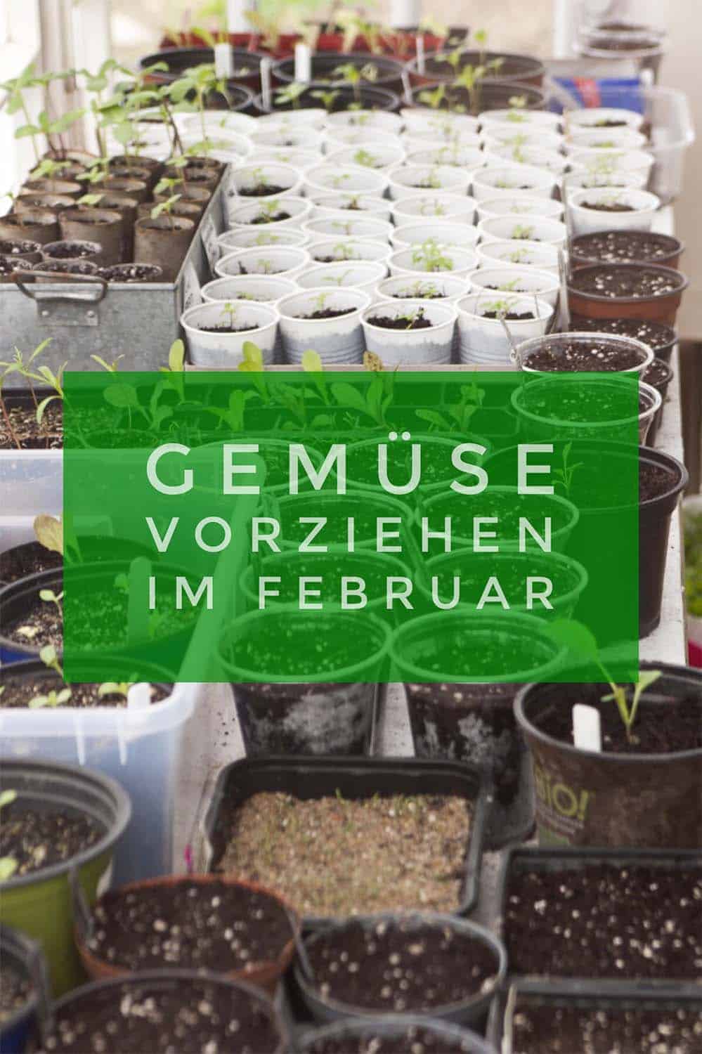 Besondere Gemusesorten Selbst Aussaen Pflanzen Vorziehen Im Februar