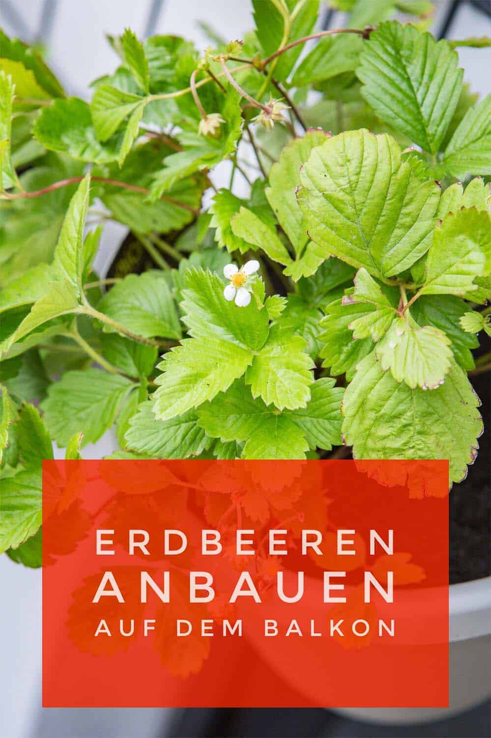Erdbeeren lassen sich gut auf dem Balkon anbauen. Anleitung für einen hängenden Erdbeergarten mit Pflanz-, Pflege- und Sortenvorschlägen.