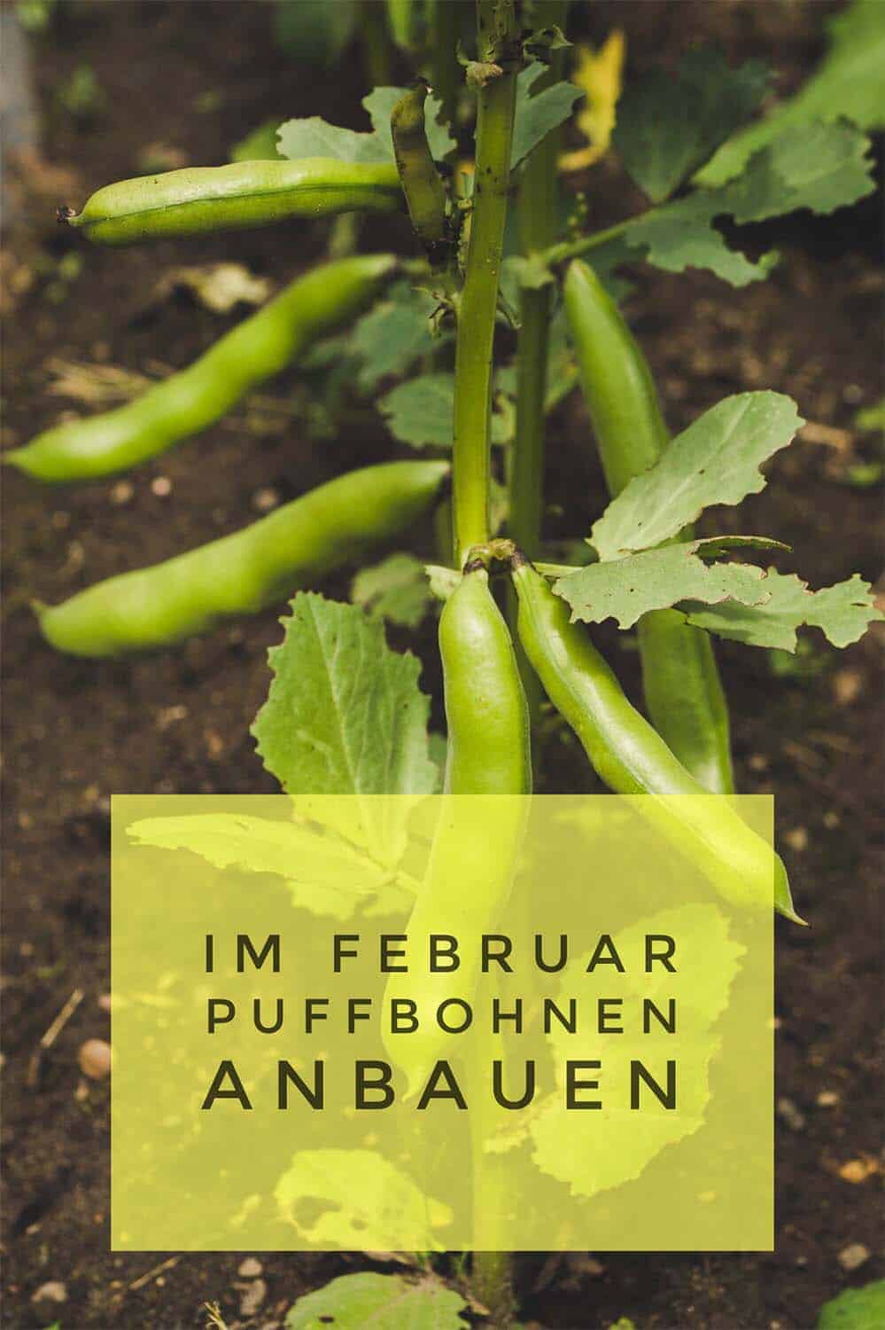 Dicke Bohnen (Puffbohnen) lassen sich leicht selbst im Garten anbauen. Februar wird gesät. Ende Mai, Anfang Juni ist Erntezeit. Mit Rezeptvorschlägen.