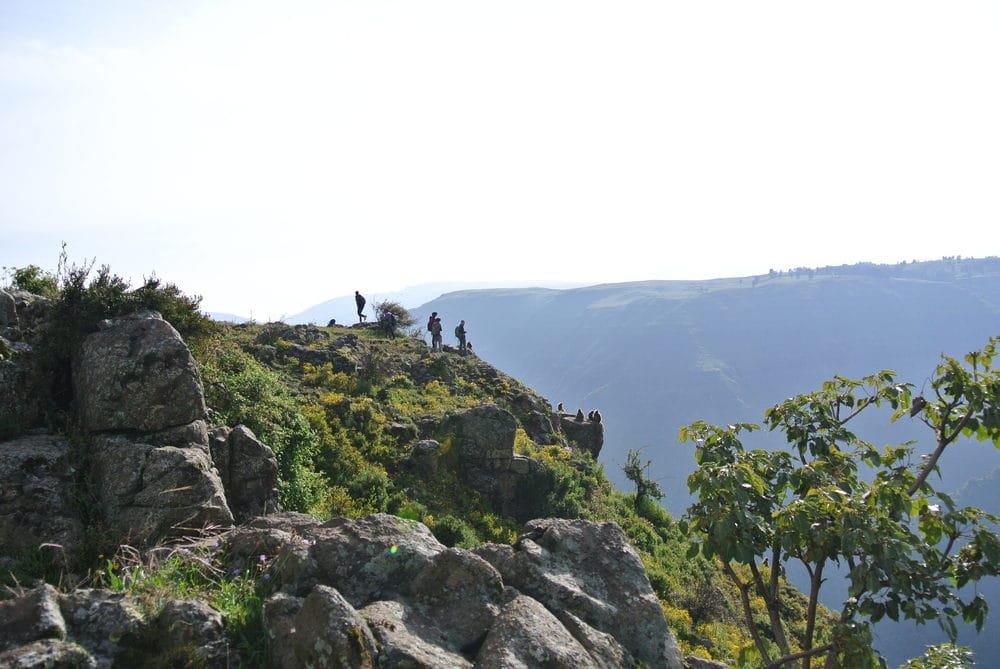September 2014 (rainy season): Researchers from the University of Michigan’s Gelada Research Project wait at the top of a sleep site for the geladas to come up for the day. Photo by E. Tinsley Johnson.