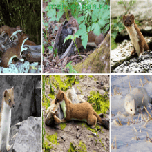 Горностай (Mustela erminea)