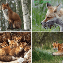 Лисица обыкновенная (Vulpes vulpes)