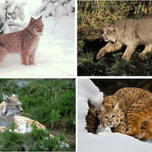 Рысь обыкновенная (Felis lynx)