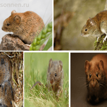 Рыжая полевка (Clethrionomys glareolus)