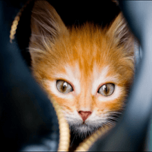 Сказка про Кота