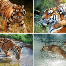 Тигр (Panthera tigris)