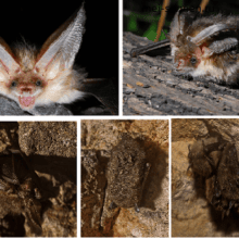 Ушан обыкновенный или бурый (Plecotus auritus)