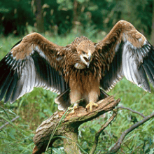 Ястребы(Accipiter)